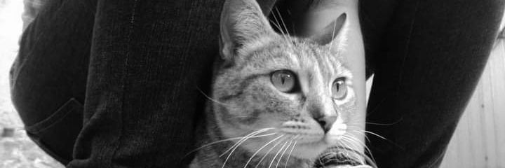 nialeslo's profile banner image