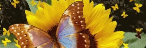 SunflowerButterfly🦋 banner