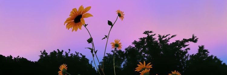 pecadodelucuma's profile banner image