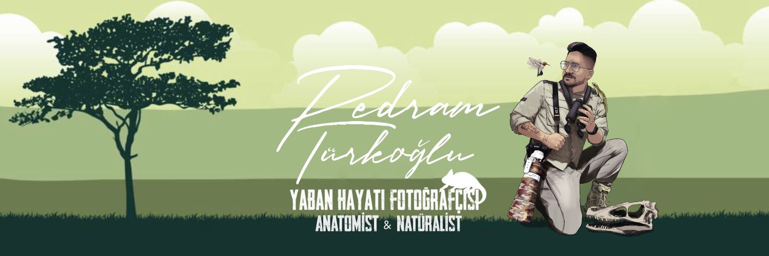 Pedram Türkoğlu's banner