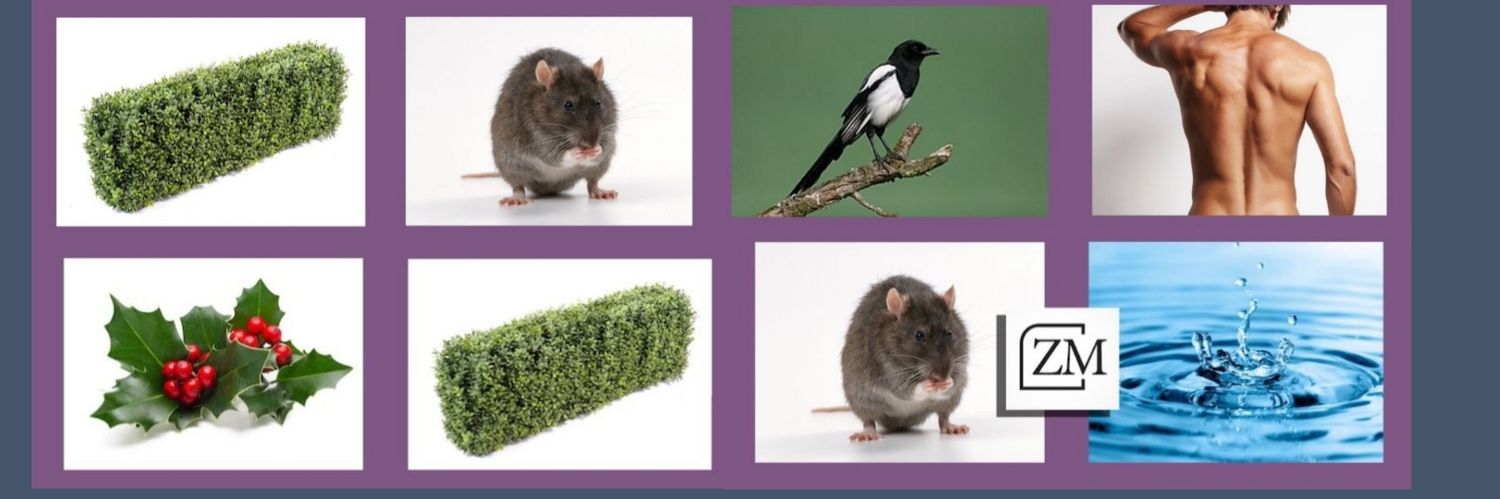 lapoullaille's profile banner image
