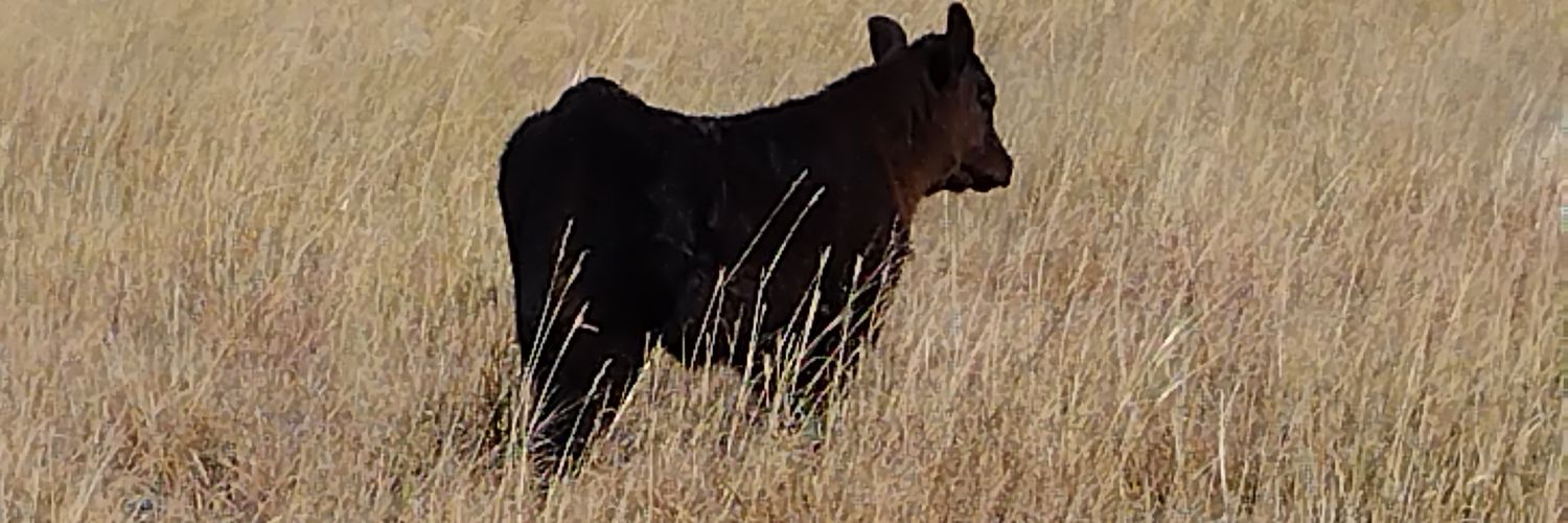 Jay Wade Johnson banner