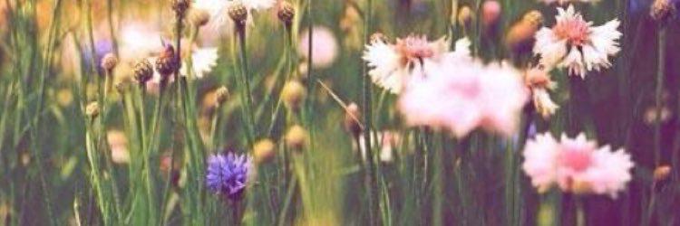 ellisharland's profile banner image