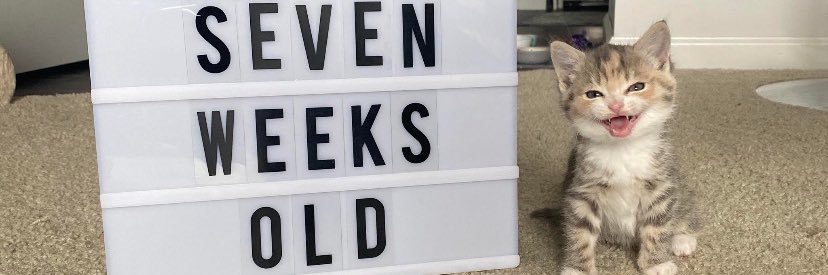 GoodMogg's profile banner image