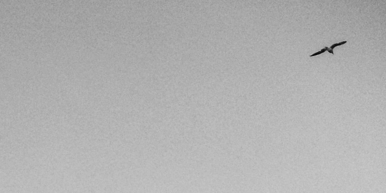 transandantal9's profile banner image