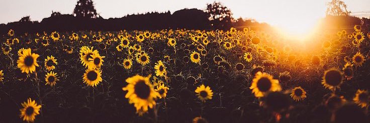 _danielleday's profile banner image