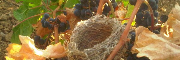 NadimMattaRRI Profile Banner