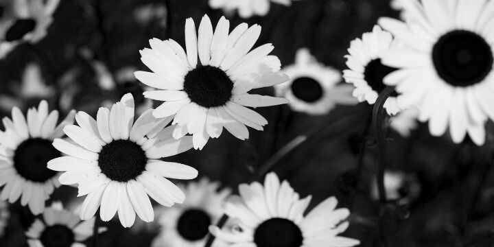 Su banner