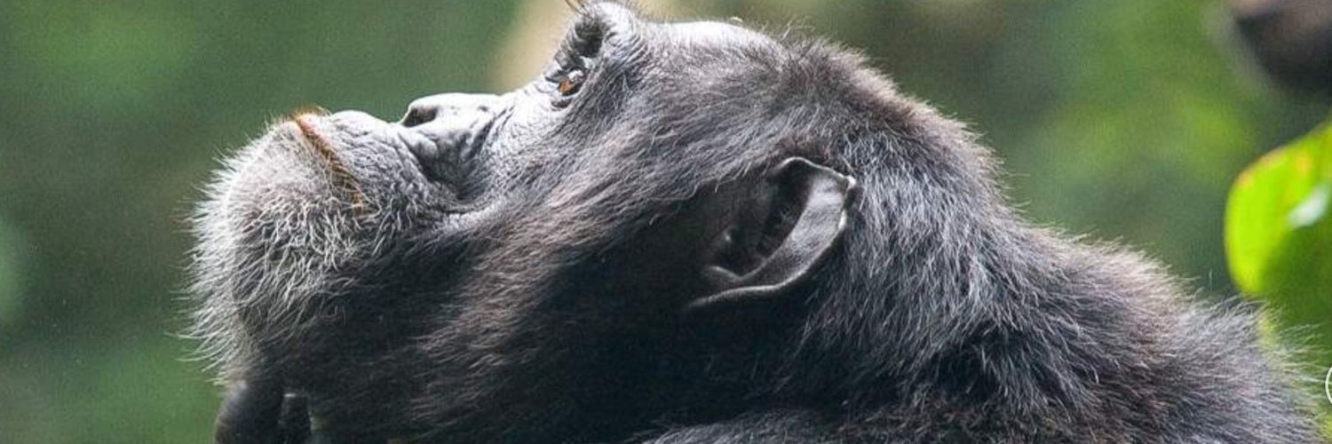 blaclad's profile banner image