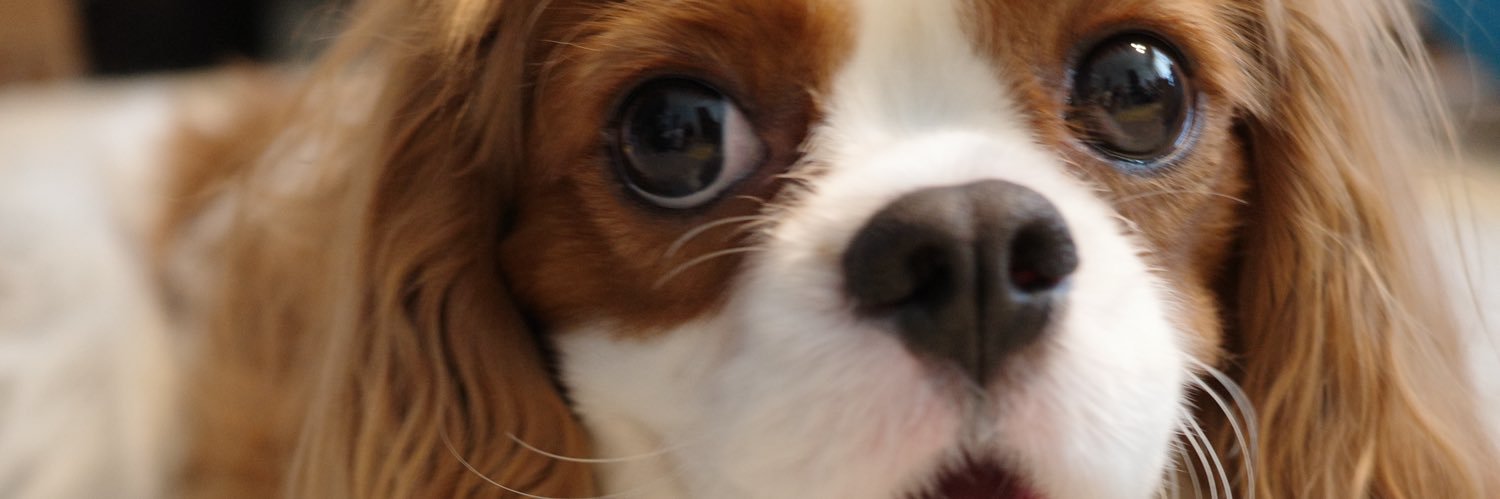 大原 康明 Yasuaki Ohara banner