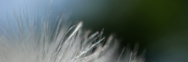 balabanovic Profile Banner