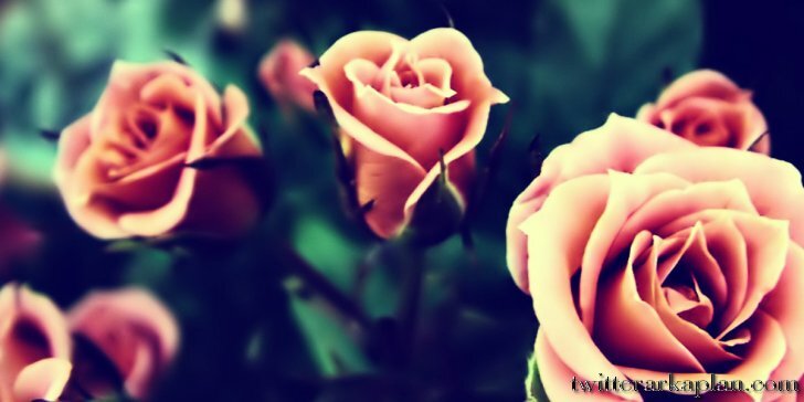 dnzolcy's profile banner image