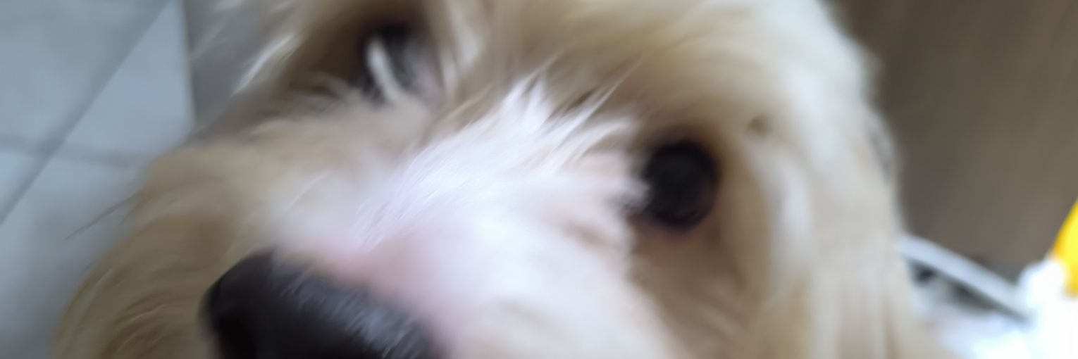 LizzIam___'s profile banner image