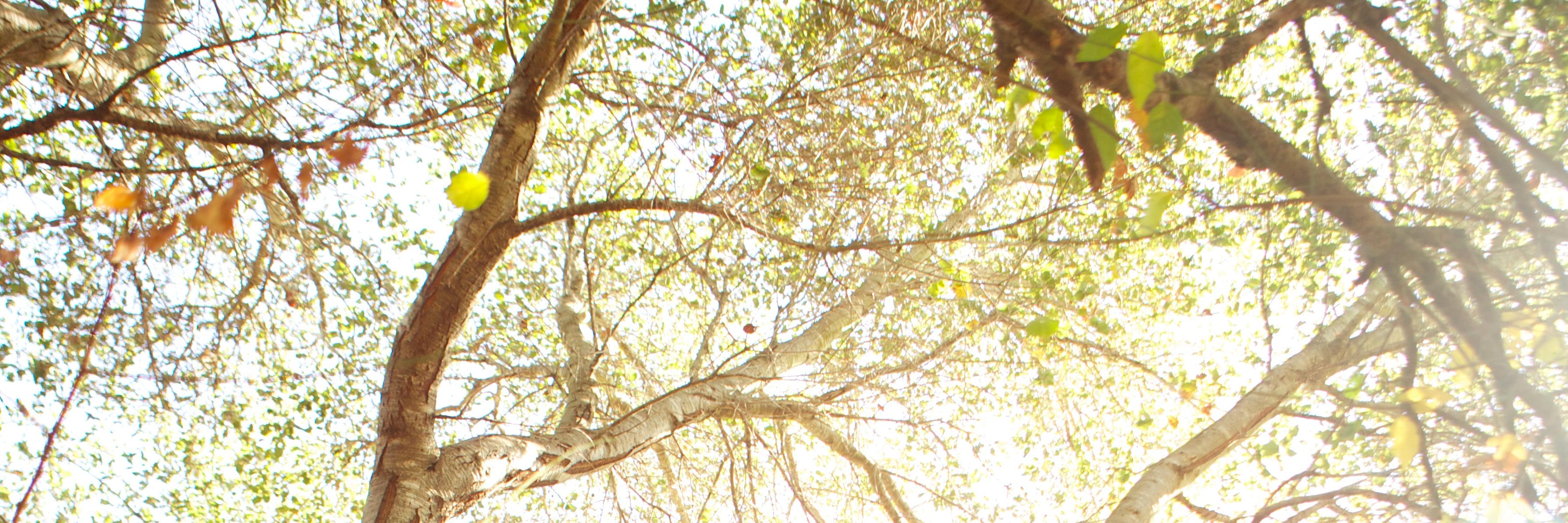Jennifer Young banner