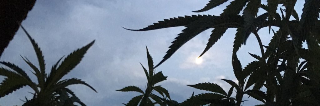 mediMJmama's profile banner image