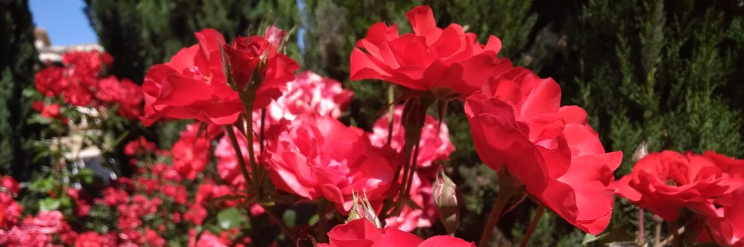 olvncmr's profile banner image