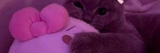 bubblebunniiiii's profile banner image