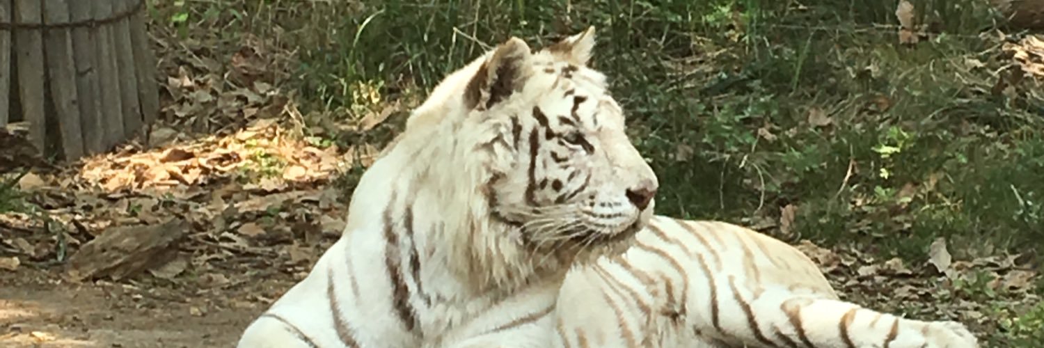 catoiii's profile banner image