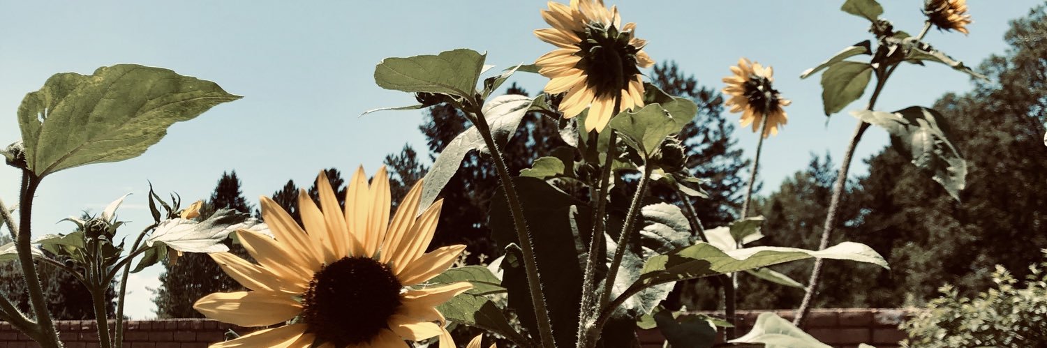 PerlitaO's profile banner image