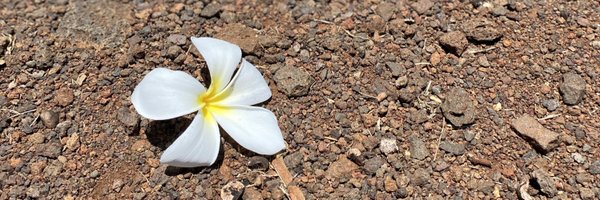 cecemlee Profile Banner