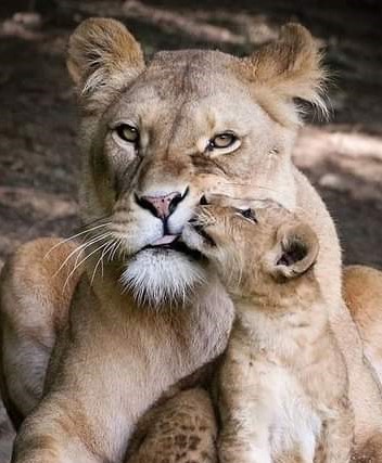 debra p🌻🌈 banner