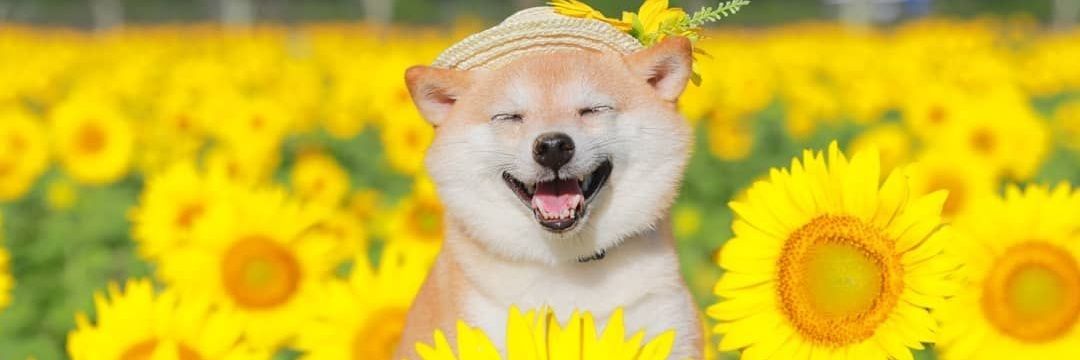 diedredleaf's profile banner image
