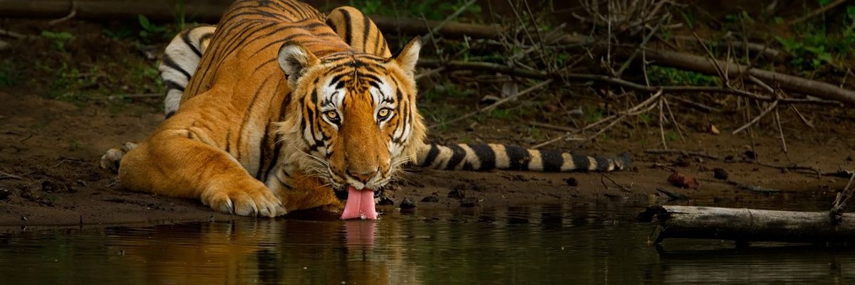 vijayrajamin's profile banner image
