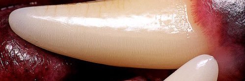 (:ᘌꇤ⁐ꃳ banner