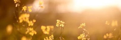 goldstandardtm's profile banner image