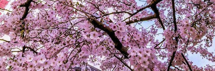 EDLA_18's profile banner image