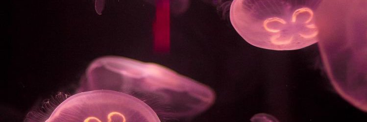 ANGIE. banner