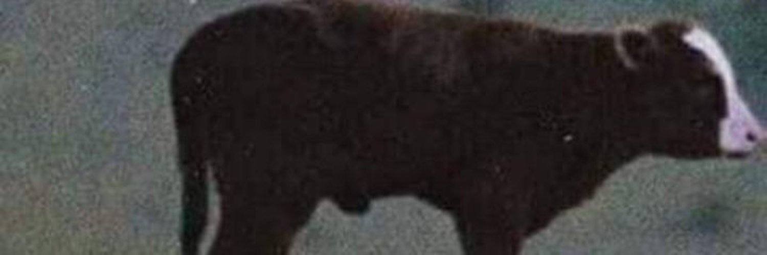 Chiaradiaugusto's profile banner image