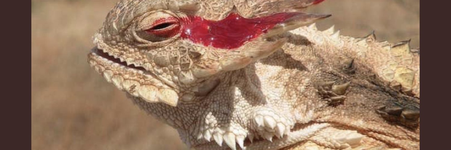 ToadNation's profile banner image
