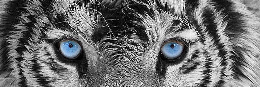 KaniacAngel's profile banner image