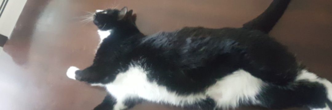 Yanny 🖤🩶🤍💜 banner