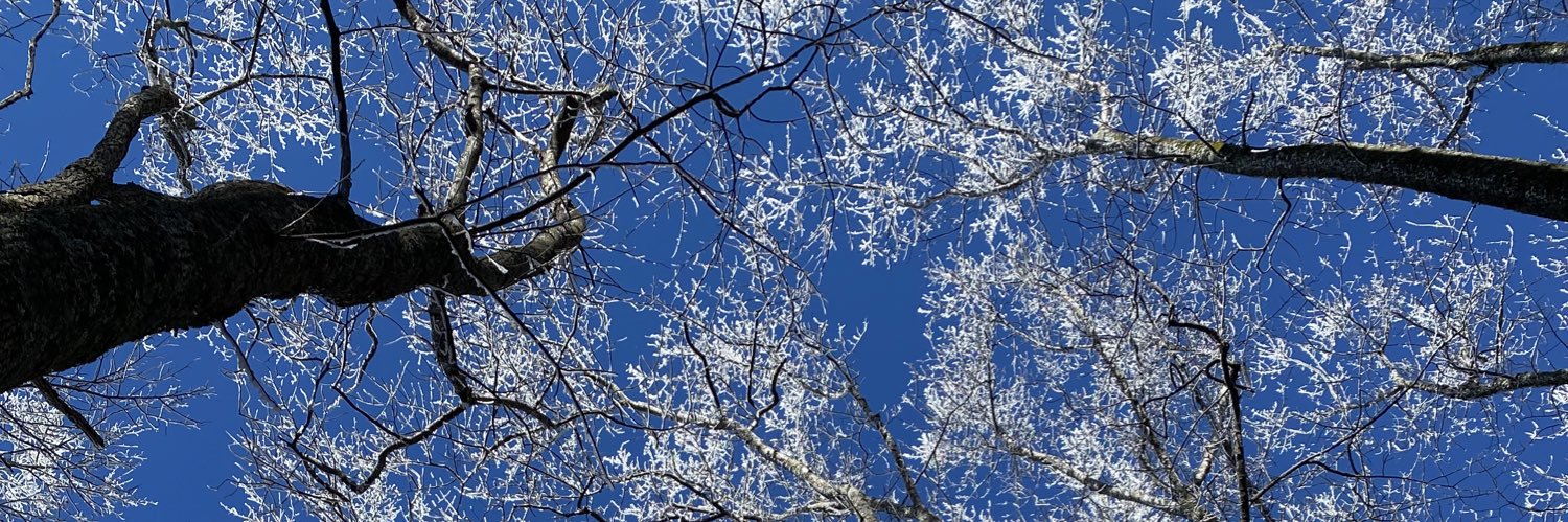 sborronibird's profile banner image
