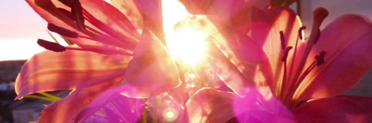 justinedhp's profile banner image