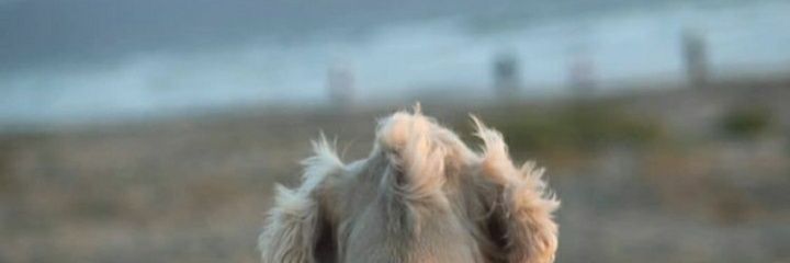 e_changchuc's profile banner image