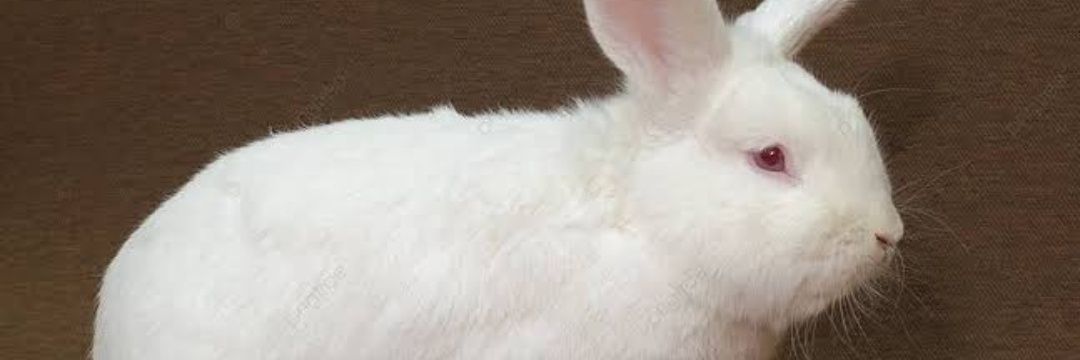 PoppyRabbid's profile banner image