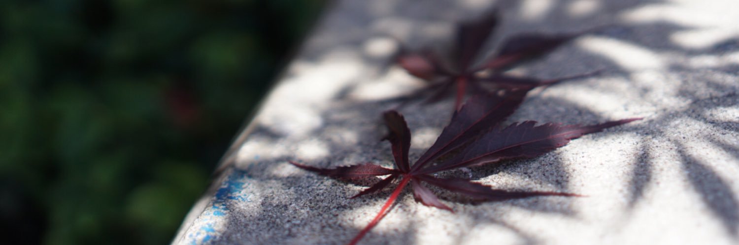 inesherly's profile banner image