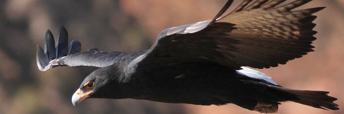 Miami Mike 🐬 banner