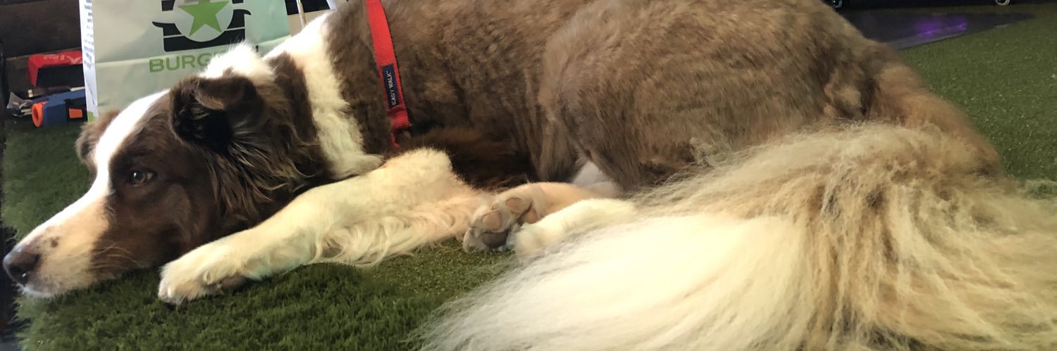 techpawlogy's profile banner image