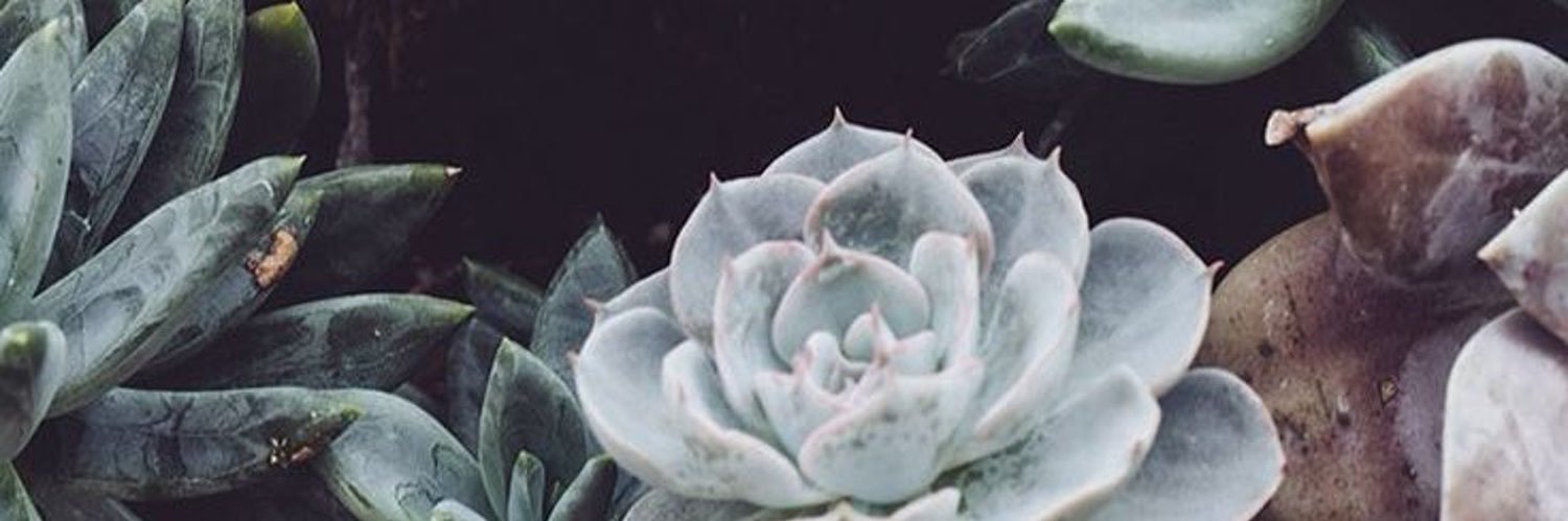 Lindsymariee's profile banner image