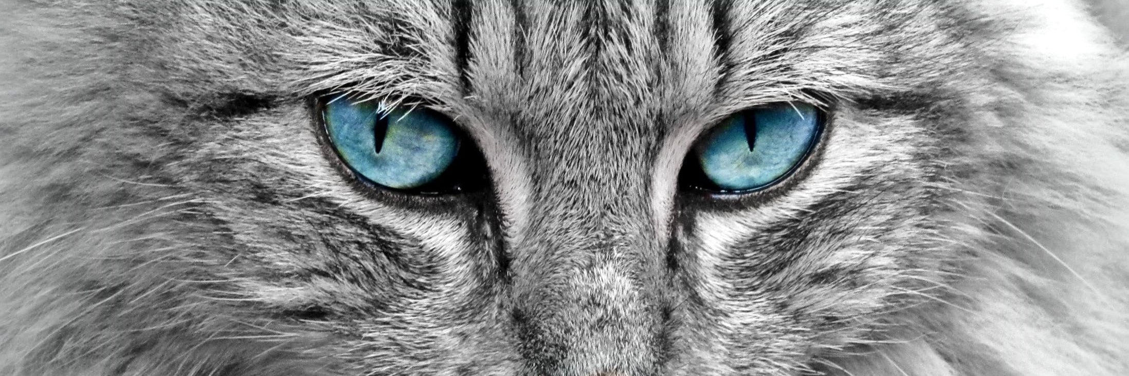nexdermavet's profile banner image