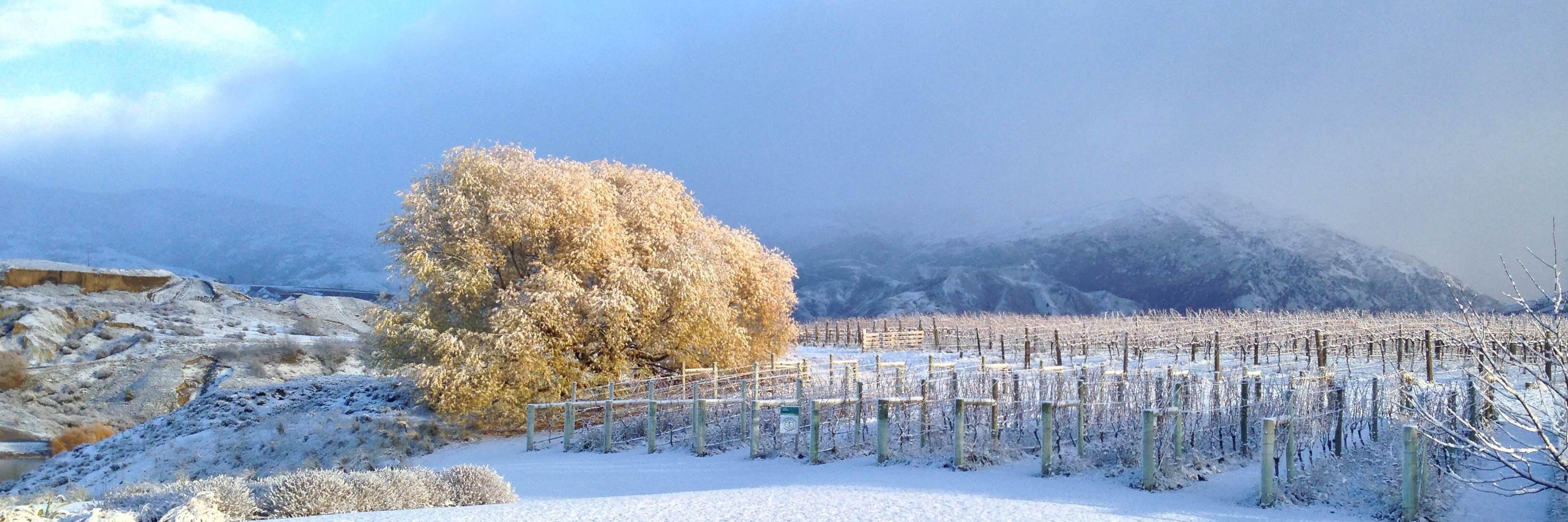 Carrick Wines banner