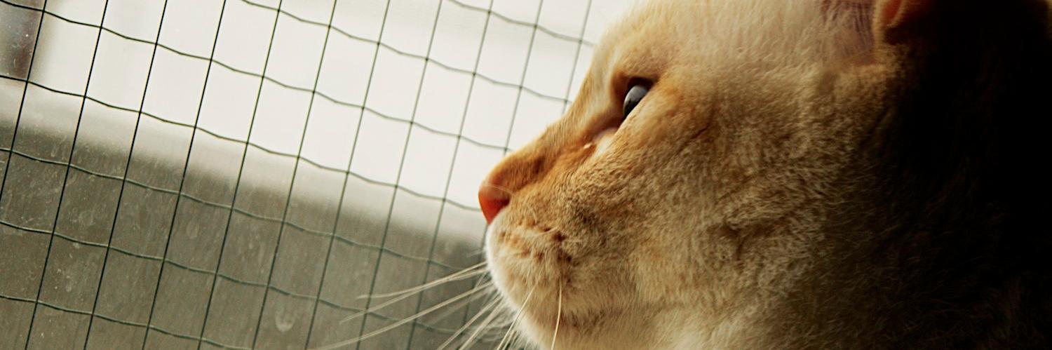 新井健史(Kenji Arai) banner