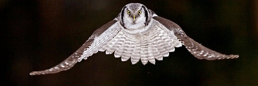 Nowl banner