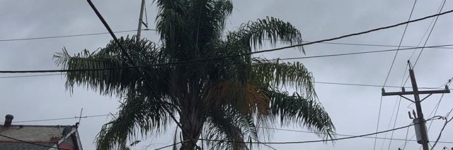 Emmeline Clein banner