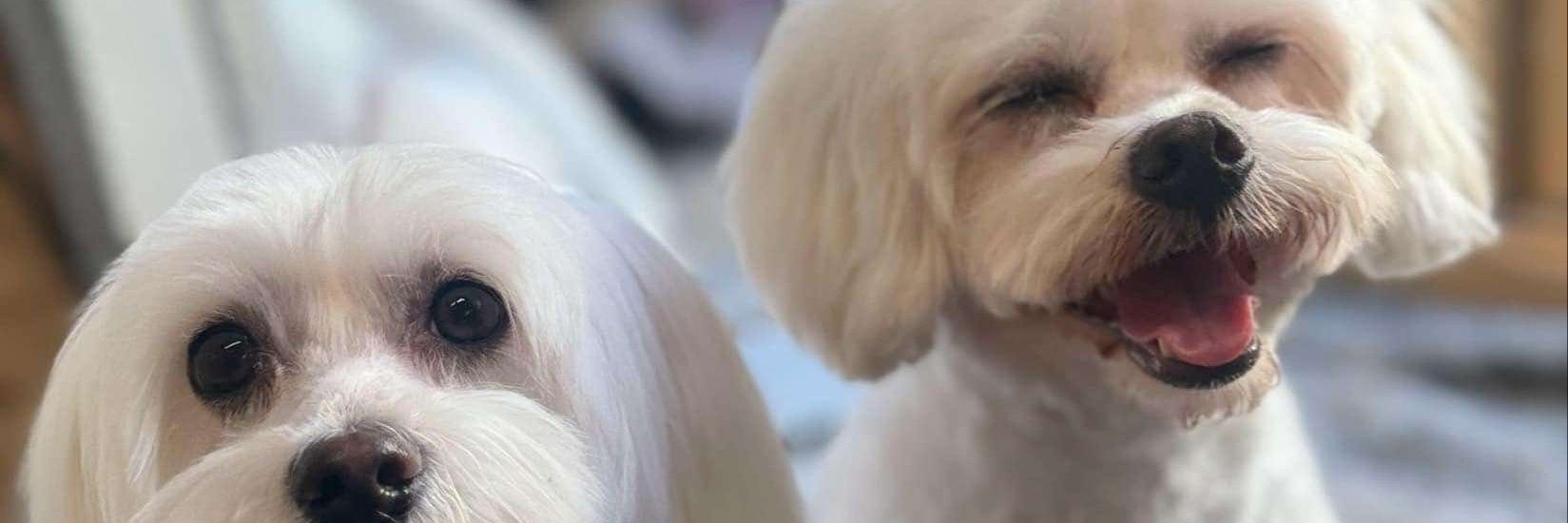 CrispyRonDog's profile banner image