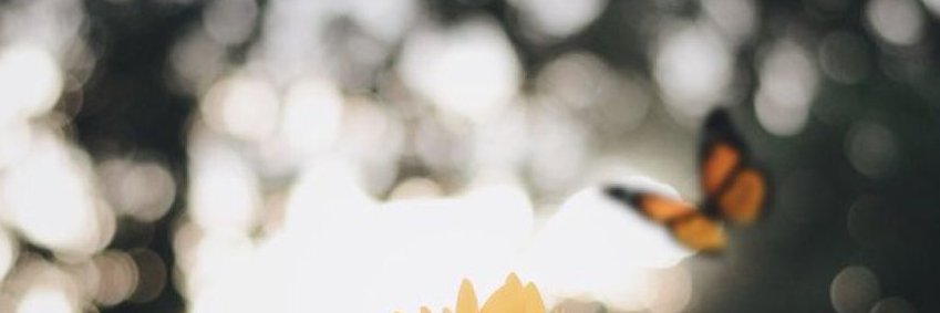 Puifail ◠◦ banner
